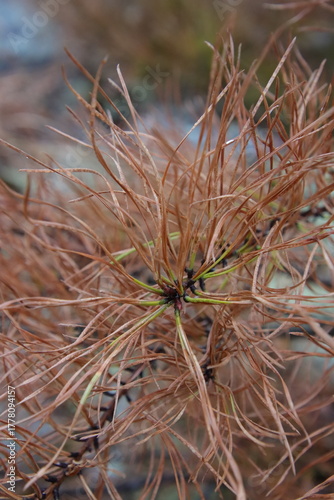 pine tree branch with orange needles