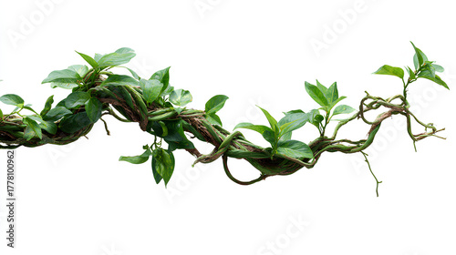 Twisted wild liana jungle vine isolated. Tropical jungle vine or curved liana branch.