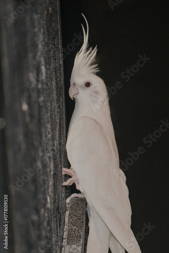 Close-up portrait of albino cockatiel (Nymphicus hollandicus) perched on a textured dark surface. White plumage, pale beak, and red eyes