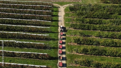 Aerial drone view of apple orchard with hail protection nets, workers harvesting apples into plastic crates loaded on tractor wagons driving to sorting facility during harvest season in rural farmland