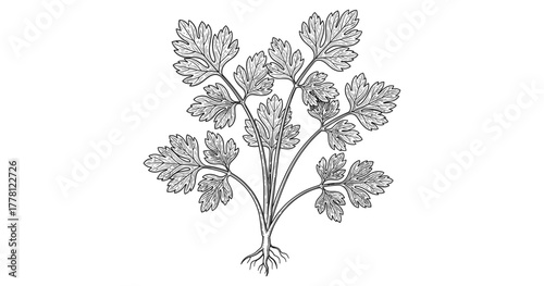 Detailed botanical drawing of parsley herb with intricate leaf patterns