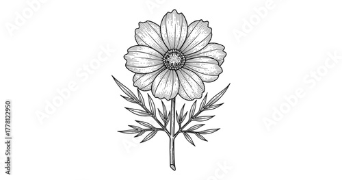 Hand drawn botanical bloom with detailed petals and leaves in black and white