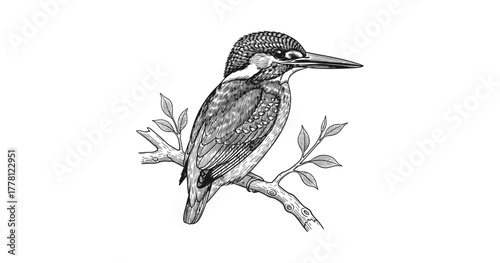 Intricate kingfisher art on branch in detailed black and white drawing