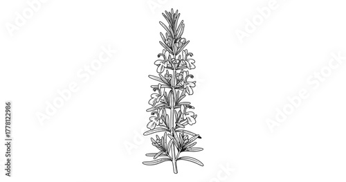 Intricate linear rosemary rosemary herb design for botanical art and wellness themes