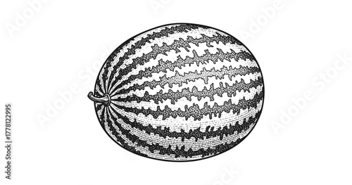 Detailed vintage watermelon drawing in black and white
