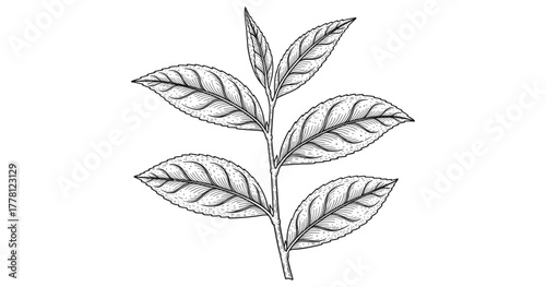 Intricate hand-drawn botanical leaf design with detailed texture