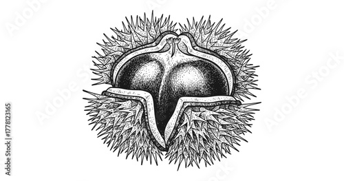 Detailed engraving of a chestnut in open spiky husk