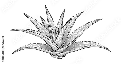 Intricate black and white engraving of aloe vera plant with detailed leaves
