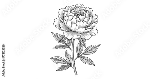 Elegant peony bloom in black and white detailed floral art on white background