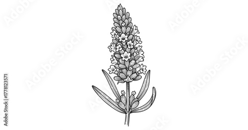 Intricate line art of lavender flower with detailed floral patterns