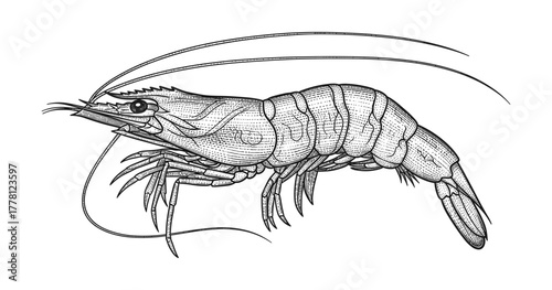 Detailed ink drawing of a shrimp showcasing vintage style ocean marine life