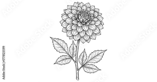 Detailed black and white botanical line art of dahlia flower on stem