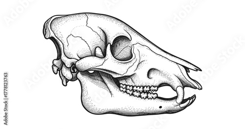 Intricate engraved animal skull side view with detailed anatomy