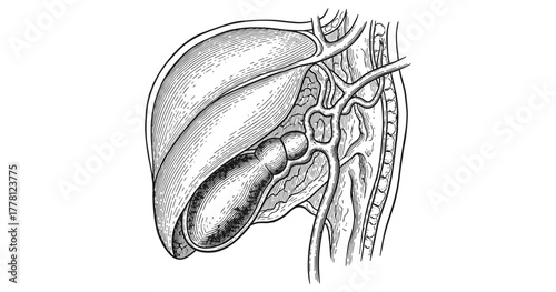 Detailed anatomical drawing of human internal organs
