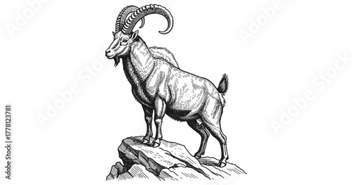 Detailed engraving of mountain goat on rocky cliff: nature, wilderness, wildlife