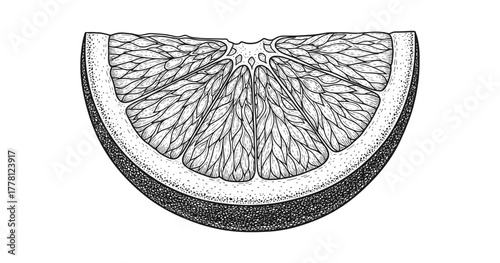 Detailed hand drawn half grapefruit: vintage citrus art for fresh creativity