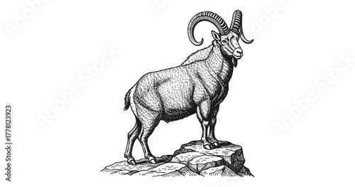 Detailed engraving of majestic wild goat on rocky terrain