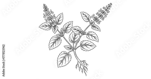 Botanical drawing of flowering herb with intricate details and roots