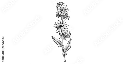 Detailed black and white drawing of a botanical wildflower on white background