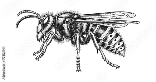Intricate black and white wasp in detailed pen and ink art style