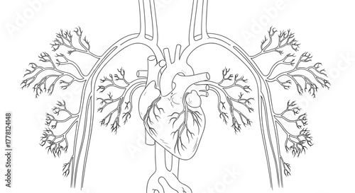 Illustration of a human heart with arteries and veins in black and white drawing