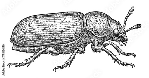 Intricate engraving of beetle with detailed line art in black and white