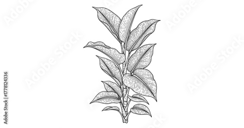 Detailed botanical drawing of tropical plant leaves with intricate line art design