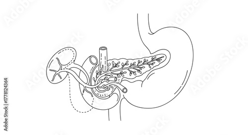 Illustration of the pancreas stomach and other organs in black and white line art