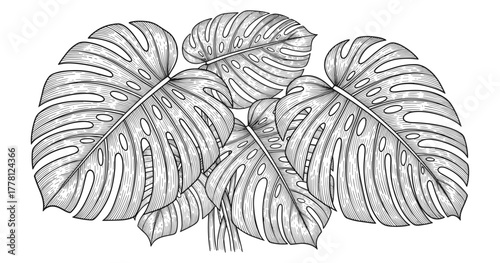 Detailed monstera leaf line art: intricate botanical design for nature and plant lovers