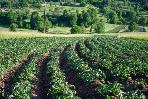 Potatoes grow in rows in the field. Agriculture. Potato leaves in the field.