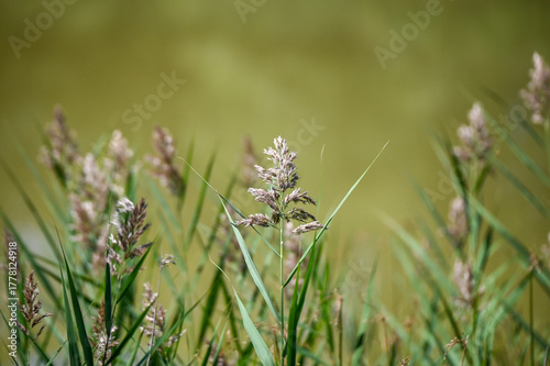 Reed grass growing by the pond. Phragmites australis.