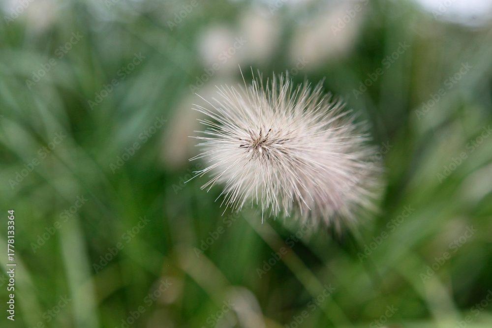 Fototapeta premium 강아지풀