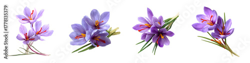 Four Crocus Flowers in Full Bloom Displaying Delicate Purple Petals.