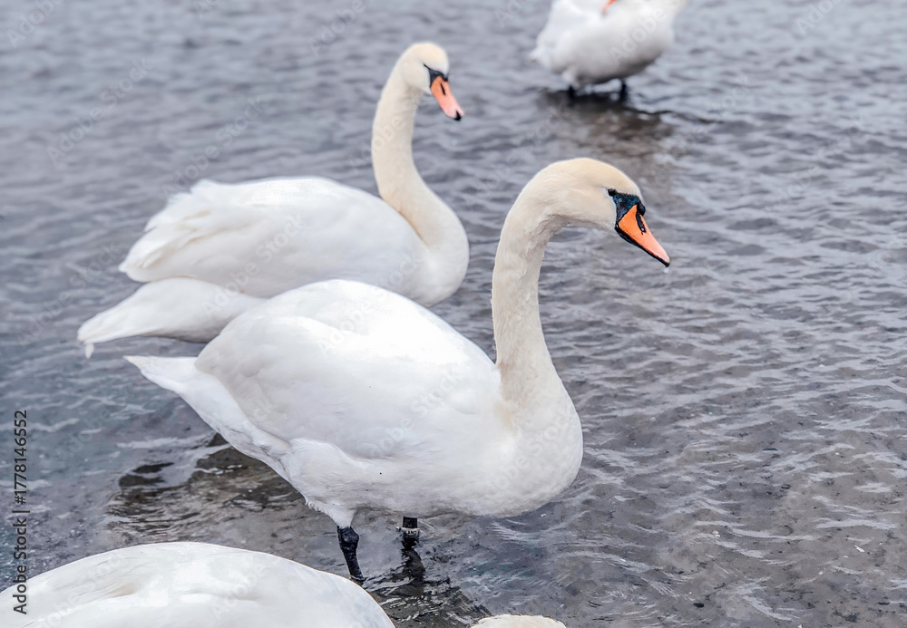 Naklejka premium A group of graceful white mute swans Cygnus olor swimming and wading in calm, shallow water.