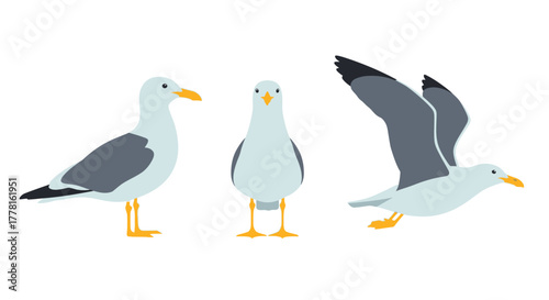 Three illustrations of a seagull in different poses: standing, facing forward, and flying with wings spread.