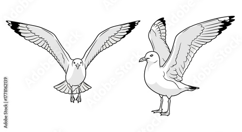 Two seagulls illustrated in a line drawing; one is flying head-on, the other standing with wings partially raised.