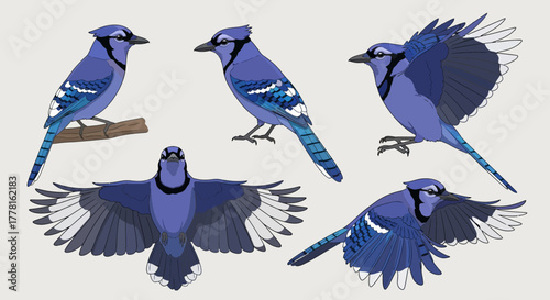 A collection of blue jay illustrations showing the bird perched, standing, and in flight from various perspectives.