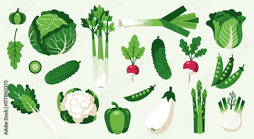 An assortment of green vegetables including cabbage, celery, leek, cucumber, radish, peas, asparagus, eggplant, and fennel arranged on a light green background.