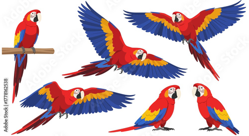 Collection of scarlet macaws in various poses: perched, flying, wings spread, and standing, showcasing their vibrant red, blue, and yellow plumage.