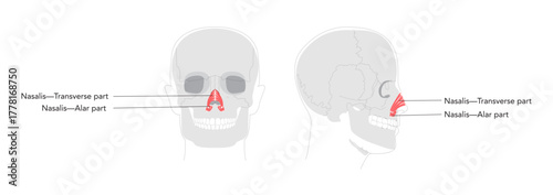 Nasalis transverse alar part - Nasal muscle section compressing nostrils, depicted in detailed labeled chart key in nasal function, medical education, and anatomical study.