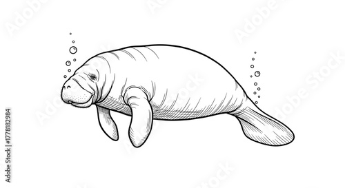 Elegant manatee illustration swimming gracefully through the ocean with bubbles