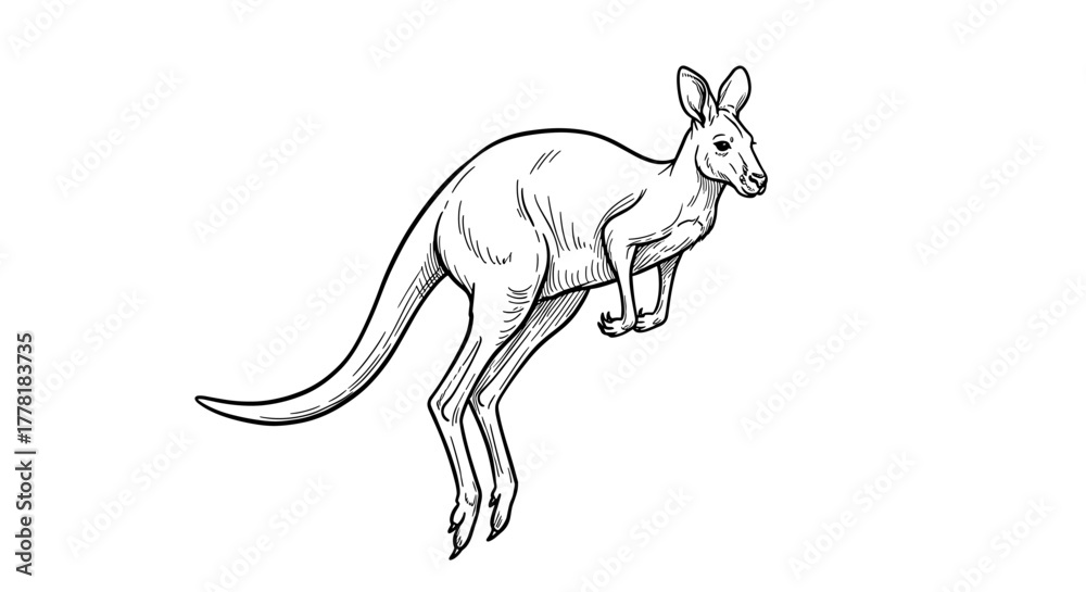 Fototapeta premium Graceful kangaroo illustration hopping in a stylish black and white drawing.