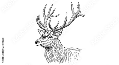 Elegant stag sketch portrait with intricate details on white backdrop