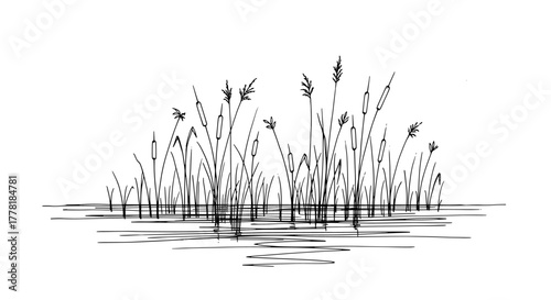 Minimalist Drawing of Cattails in Water on a White Background