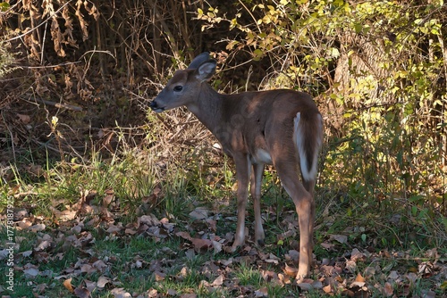 The white-tailed deer in Liberty State Park in Jersey City.