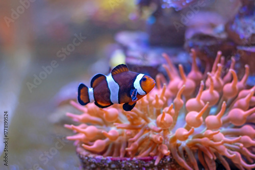 True Percula Clownfish or Orange Clownfish (Amphiprion percula) is one of the most popular reef aquarium fish
