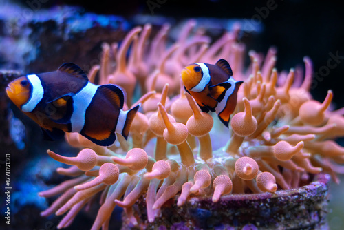 True Percula Clownfish or Orange Clownfish (Amphiprion percula) is one of the most popular reef aquarium fish
