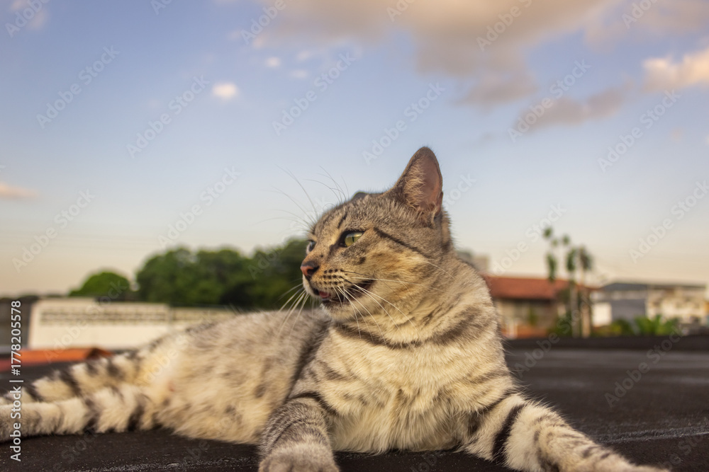 Obraz premium Cat lying on the roof with blue sky background