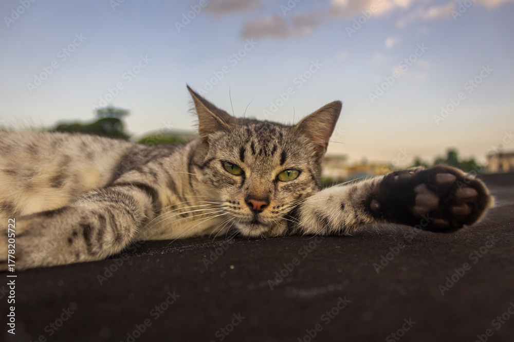 Naklejka premium Cat lying on the roof with blue sky background