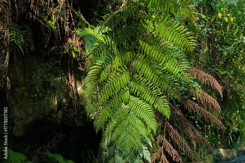 Fototapeta Lush green fern fronds create a vibrant and textured natural background